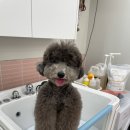 왈왈그루밍 이미지