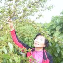 태양농장 이미지