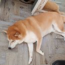 더스완헤어