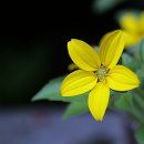 양평-용문-용문-2 이미지