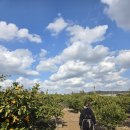 열린농장 | 제주 감귤체험 추천｜미령이네 감귤농장 솔직 후기, 직접 따고 한 통까지 가져왔어요