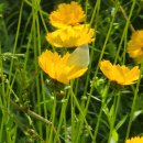 노란 금계국꽃에 벌과 나비들. 이미지