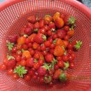 배씨농장 이미지