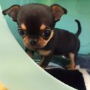 초록애견샵 이미지