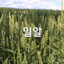 밀알