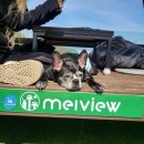 소영카페 샌드위치 | 대전 대사동 보문산 애견동반 가능한 대형카페 멜뷰(주차,베이커리,루프탑)