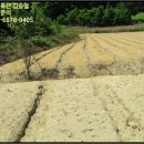 소룡리농로1 | 경북 영주시 토지(전)경매, 영주시 장수면 소룡리 680 # 2019타경1506 #