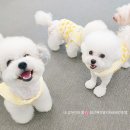 내 강아지의 봄 일산애견유치원&애견호텔 이미지