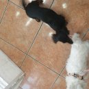 한일동물병원 이미지