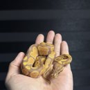 파충류샵카미렙타일