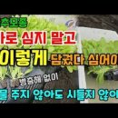 배추모종 심기 전 환경 적응 살균제 침지 심는 방법 간격 이미지