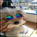 날아라멍멍