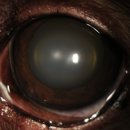 청담눈초롱안과동물병원 이미지