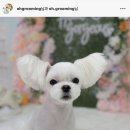 웰니스펫뷰티 이미지