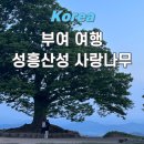 성흥로97번길 | 부여 가볼만한곳 성흥산성 사랑나무(하트나무) 주차 정보, 일몰 시간, 인생사진 찍기
