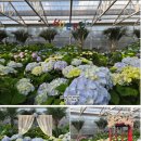 꼬꼬체험장 | 제주 감귤체험 제주도 휴애리 자연생활공원 동백축제 서귀포 가볼만한곳