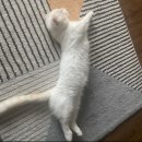 금비동물병원 | *우리집 냥이(금비) 먼치킨 관절 이야기! (고민잡담)