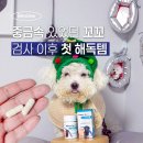 꼬꼬와톡 | 아토피 꼬꼬 맞춤 케어! 페노비스 강아지 중금속 해독 영양제 리뷰