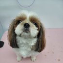 댕실 댕실 이미지