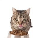 게으른고양이 이미지