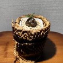 화원농장 | 화원 리뷰13) 개화 사바나 농장 후기 / 아프리카 식물 셀렉샵 / 구입 식물 있음