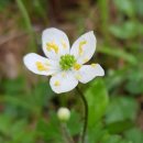 아네모네(Anemone) 이미지