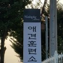 힐링독아카데미 이미지