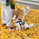 점곡초등학교 이미지