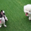 아리네개치원 이미지