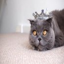 잠실동물병원 이미지