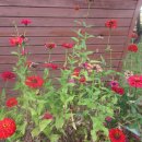 오리장군 이미지