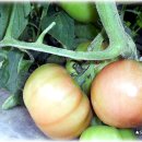 오기농장 이미지