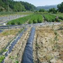 두산농장 이미지