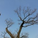 보호수광장 이미지