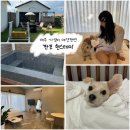 판포현스테이 | 제주 숨은 찐 가성비 애견동반펜션 !! '판포현스테이, 자쿠지, 불멍'