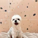 포레스트 하우스 애견유치원 | 광주애견호텔 마마스미독펜트하우스 광주애견유치원&amp;애견호텔 본점 다녀온 후기