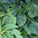 진도이쁜고모님의 진도 노지 시금치 50% 맛보기 당첨자 이미지