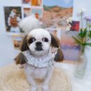 아루멍 그루밍 이미지