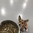 땅콩애견놀이터 이미지