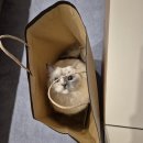 [해피설]