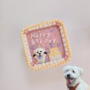 소담하개 이미지