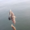 해변숲펜션 이미지