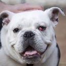 킴리동물병원 이미지