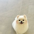 애견풀하우스 이미지