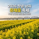 남지읍사무소 | 2026 창녕 남지 유채꽃 축제 완벽 가이드, 개화 타이밍부터 주차 동선까지