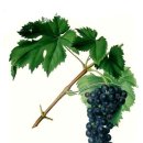 (주)알레아 이미지