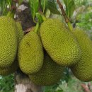 【잭푸르트(Jack Fruit)】 &#34;낭카(Nangka)&#34;, 카눈(ขนุน, Khanun)&#34; 이미지