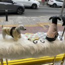 댕쓰마켓 | 안심할 수 있는 광안리 수제간식 댕쓰마켓