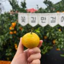 도제랑인제주 이미지