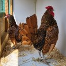 수남농장 이미지